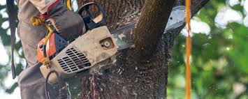 Trusted Wanakah, NY Tree Care Services Experts