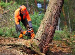 How Our Tree Care Process Works  in  Wanakah, NY